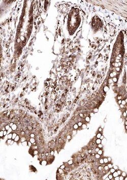 Invitrogen SSR3 Polyclonal Antibody 100 &mu;g; Unconjugated:Antibodies,
