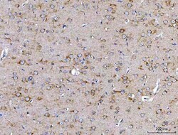 Invitrogen SSR3 Polyclonal Antibody 100 &mu;g; Unconjugated:Antibodies,