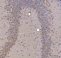 Invitrogen SSR3 Polyclonal Antibody 100 &mu;g; Unconjugated:Antibodies,