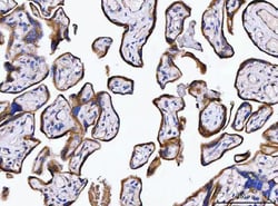Invitrogen SSR3 Polyclonal Antibody 100 &mu;g; Unconjugated:Antibodies,