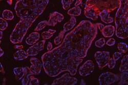 Invitrogen SSR3 Polyclonal Antibody 100 &mu;g; Unconjugated:Antibodies,