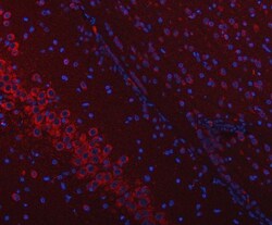 Invitrogen SSR3 Polyclonal Antibody 100 &mu;g; Unconjugated:Antibodies,