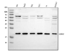 Invitrogen SSR3 Polyclonal Antibody 100 &mu;g; Unconjugated:Antibodies,