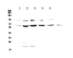 Invitrogen STS Polyclonal Antibody 100 &mu;g; Unconjugated:Antibodies,