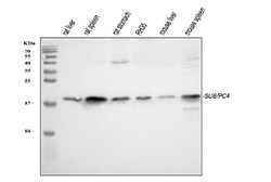 Invitrogen PC4 Polyclonal Antibody 100 &mu;g | Buy Online | Invitrogen&trade; | Fisher Scientific