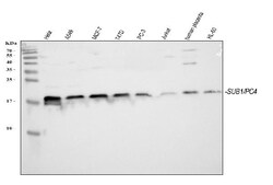 Invitrogen PC4 Polyclonal Antibody 100 &mu;g | Buy Online | Invitrogen&trade; | Fisher Scientific