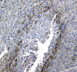 Invitrogen Synaptotagmin 1 Polyclonal Antibody 100 &mu;g | Buy Online | Invitrogen&trade; | Fisher Scientific