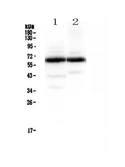 Invitrogen Synaptotagmin 1 Polyclonal Antibody 100 &mu;g | Buy Online | Invitrogen&trade; | Fisher Scientific