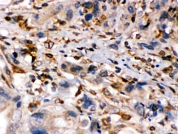 Invitrogen TAP1 Polyclonal Antibody 100 &mu;g; Unconjugated:Antibodies,