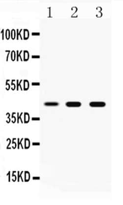 Invitrogen TAT Polyclonal Antibody 100 &mu;g; Unconjugated:Antibodies,