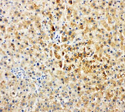 Invitrogen TEC Polyclonal Antibody 100 &mu;g; Unconjugated:Antibodies,