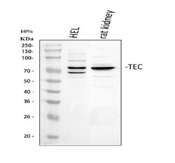 Invitrogen TEC Polyclonal Antibody 100 &mu;g; Unconjugated:Antibodies,