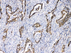 Invitrogen TECTA Polyclonal Antibody 100 &mu;g; Unconjugated:Antibodies,