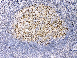 Invitrogen TRF2 Polyclonal Antibody 100 &mu;g; Unconjugated:Antibodies,