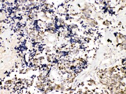 Invitrogen TRF2 Polyclonal Antibody 100 &mu;g; Unconjugated:Antibodies,