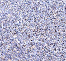 Invitrogen TFAM Polyclonal Antibody 100 &mu;g; Unconjugated:Antibodies,