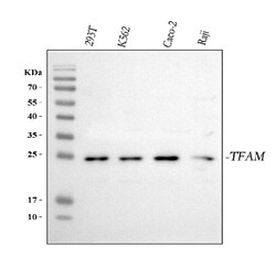 Invitrogen TFAM Polyclonal Antibody 100 &mu;g; Unconjugated:Antibodies,