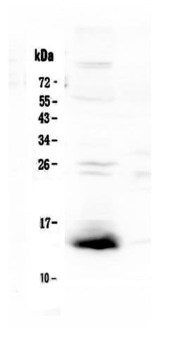 Invitrogen TFF2 Polyclonal Antibody 100 &mu;g; Unconjugated:Antibodies,