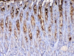 Invitrogen TFF2 Polyclonal Antibody 100 &mu;g; Unconjugated:Antibodies,