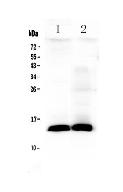 Invitrogen TFF2 Polyclonal Antibody 100 &mu;g; Unconjugated:Antibodies,