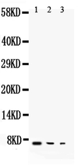 TGF alpha Polyclonal Antibody:Antibodies, Polyclonal
