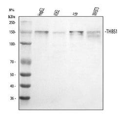 Invitrogen Thrombospondin 1 Polyclonal Antibody 100 &mu;g | Buy Online | Invitrogen&trade; | Fisher Scientific