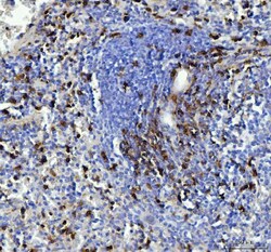 Invitrogen CD90 Polyclonal Antibody 100 &mu;g; Unconjugated:Antibodies,