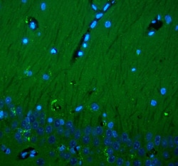 Invitrogen CD90 Polyclonal Antibody 100 &mu;g; Unconjugated:Antibodies,