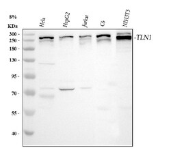 Invitrogen Talin 1 Polyclonal Antibody 100 &mu;g; Unconjugated:Antibodies,