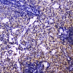 Invitrogen Talin 1 Polyclonal Antibody 100 &mu;g; Unconjugated:Antibodies,
