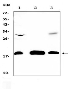 Invitrogen TMEM240 Polyclonal Antibody 100 &mu;g; Unconjugated:Antibodies,