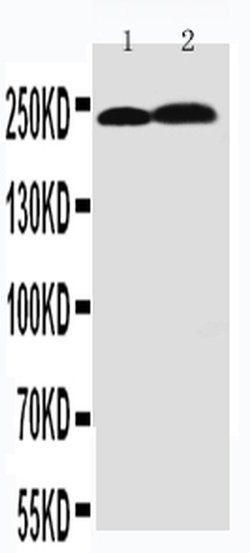Tenascin C Rabbit anti-Human,Mouse,Rat, Polyclonal, Invitrogen 100 &mu;g