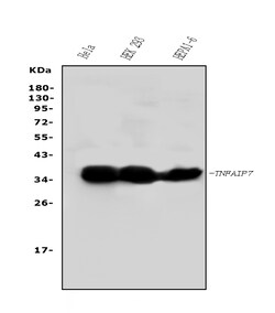 Invitrogen TNFAIP1 Polyclonal Antibody 100 &mu;g; Unconjugated:Antibodies,