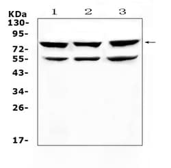Invitrogen RANK (CD265) Polyclonal Antibody 100 &mu;g | Buy Online | Invitrogen&trade; | Fisher Scientific