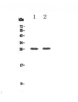 Invitrogen GITR (TNFRSF18) Polyclonal Antibody 100 &mu;g | Buy Online | Invitrogen&trade; | Fisher Scientific