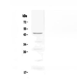 Invitrogen OX40 (CD134) Polyclonal Antibody 100 &mu;g; Unconjugated:Antibodies,