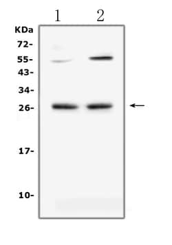 Invitrogen LIGHT Polyclonal Antibody 100 &mu;g; Unconjugated:Antibodies,