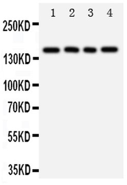 Invitrogen Tenascin R Polyclonal Antibody 100 &mu;g; Unconjugated:Antibodies,