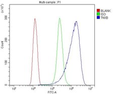 Invitrogen TNXB Polyclonal Antibody 100 &mu;g; Unconjugated:Antibodies,