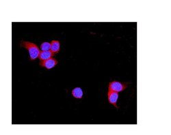 Invitrogen TNXB Polyclonal Antibody 100 &mu;g; Unconjugated:Antibodies,