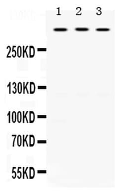 Invitrogen TNXB Polyclonal Antibody 100 &mu;g; Unconjugated:Antibodies,