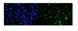 Invitrogen TIF1 gamma Polyclonal Antibody 100 &mu;g; Unconjugated:Antibodies,