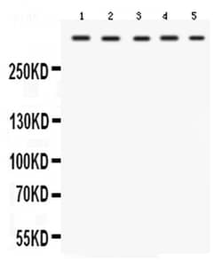 Invitrogen TRIO Polyclonal Antibody 100 &mu;g; Unconjugated:Antibodies,