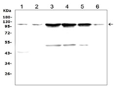 Invitrogen TRPC3 Polyclonal Antibody 100 &mu;g; Unconjugated:Antibodies,
