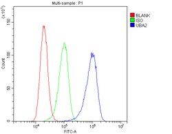 UBA2 Polyclonal Antibody:Antibodies, Polyclonal
