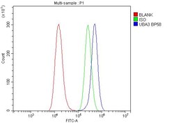 Invitrogen UBA3 Polyclonal Antibody 100 &mu;g; Unconjugated:Antibodies,