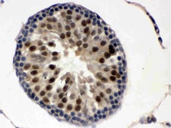 Invitrogen UBA3 Polyclonal Antibody 100 &mu;g; Unconjugated:Antibodies,