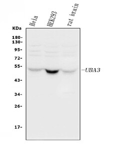 Invitrogen UBA3 Polyclonal Antibody 100 &mu;g; Unconjugated:Antibodies,
