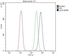 Invitrogen ULK3 Polyclonal Antibody 100 &mu;g; Unconjugated:Antibodies,
