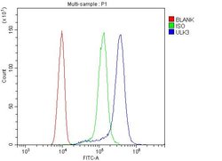 Invitrogen ULK3 Polyclonal Antibody 100 &mu;g; Unconjugated:Antibodies,